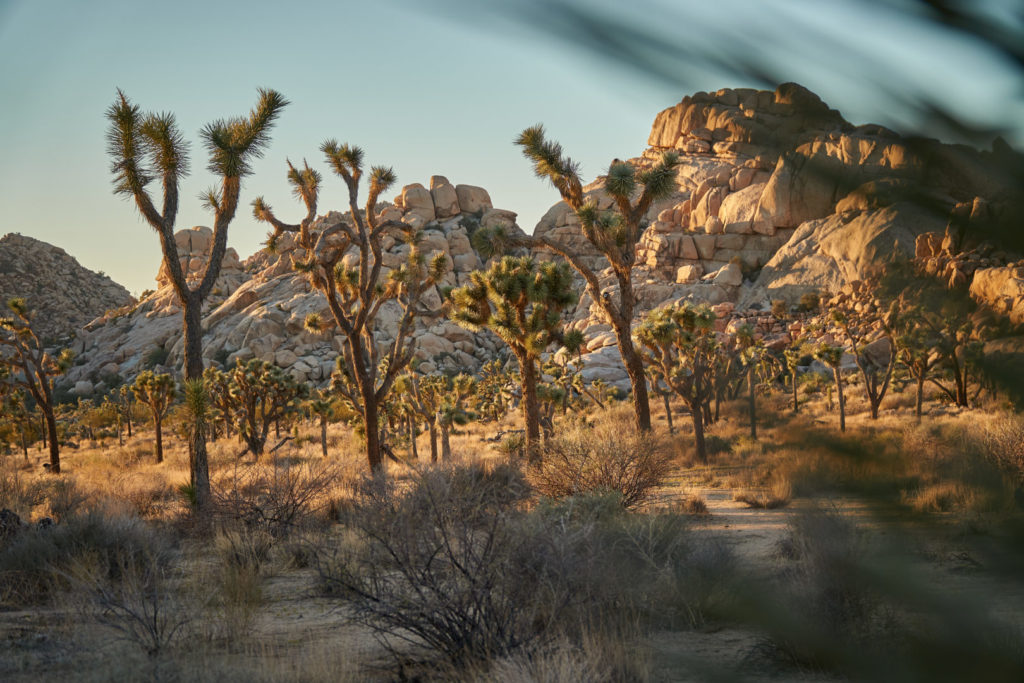 Die perfekte USA Roadtrip Route durch den Südwesten: Joshua Tree Nationalpark