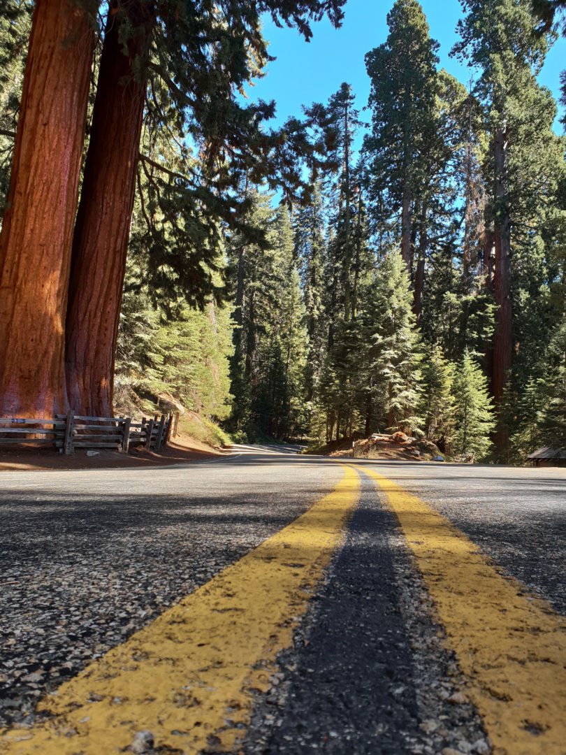 Straße im Sequoia Nationalpark gesäumt von Mammutbäumen.