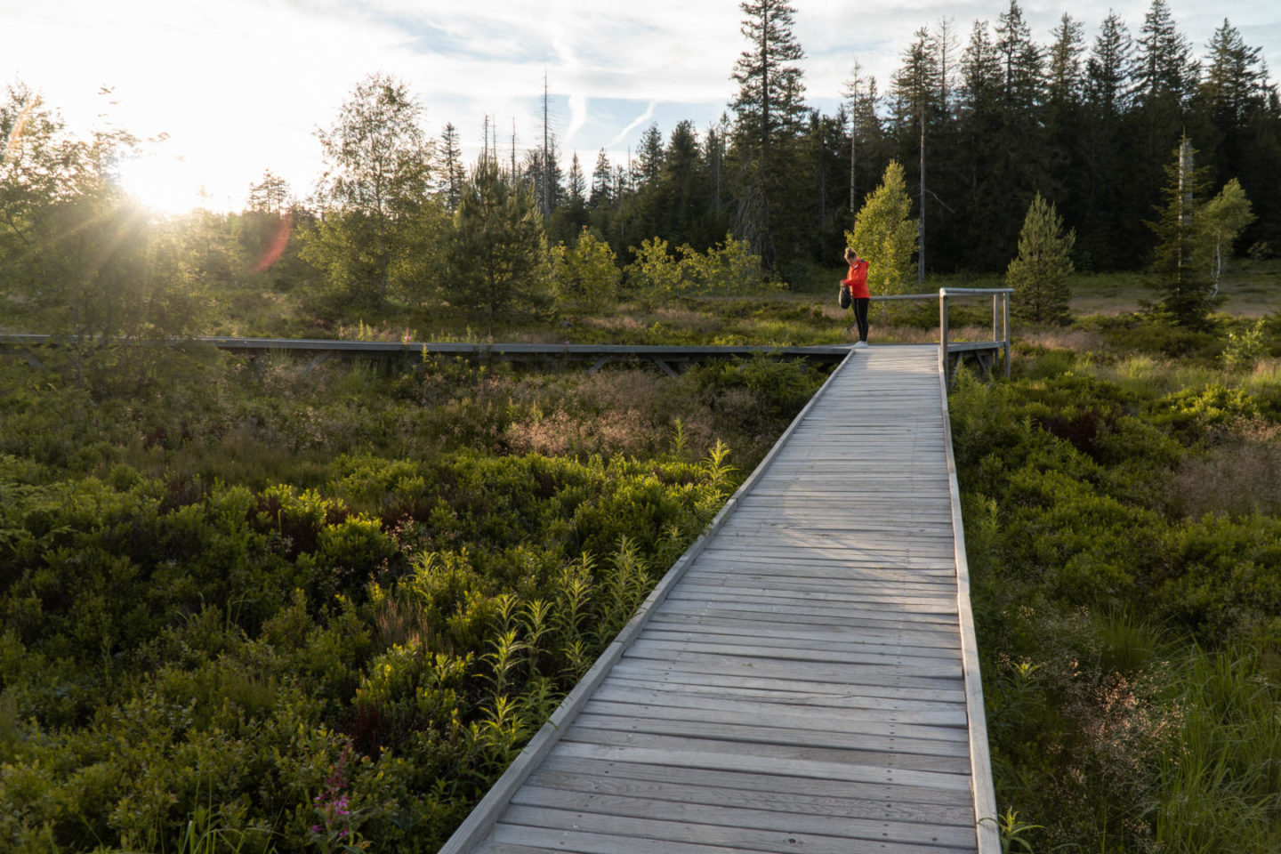 Wanderer im abendlicht zwichen Bäumen auf dem Lotharpfad durch das Hochmoor an derSchwarzwaldhochstraße. Wanderer geht über Holzplangen durch das Moor im Abendlicht.