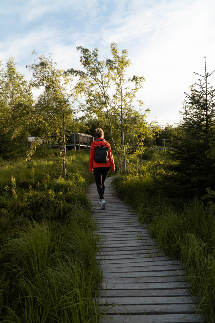 Wanderer im abendlicht zwichen Bäumen auf dem Lotharpfad durch das Hochmoor an derSchwarzwaldhochstraße. Wanderer geht über Holzplangen durch das Moor im Abendlicht.