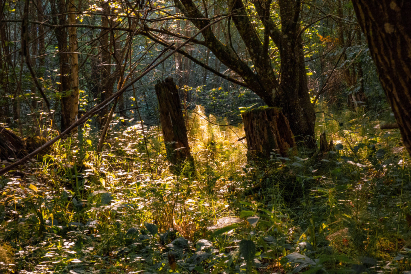 Trekking auf dem Schluchtensteig im Schwarzwald