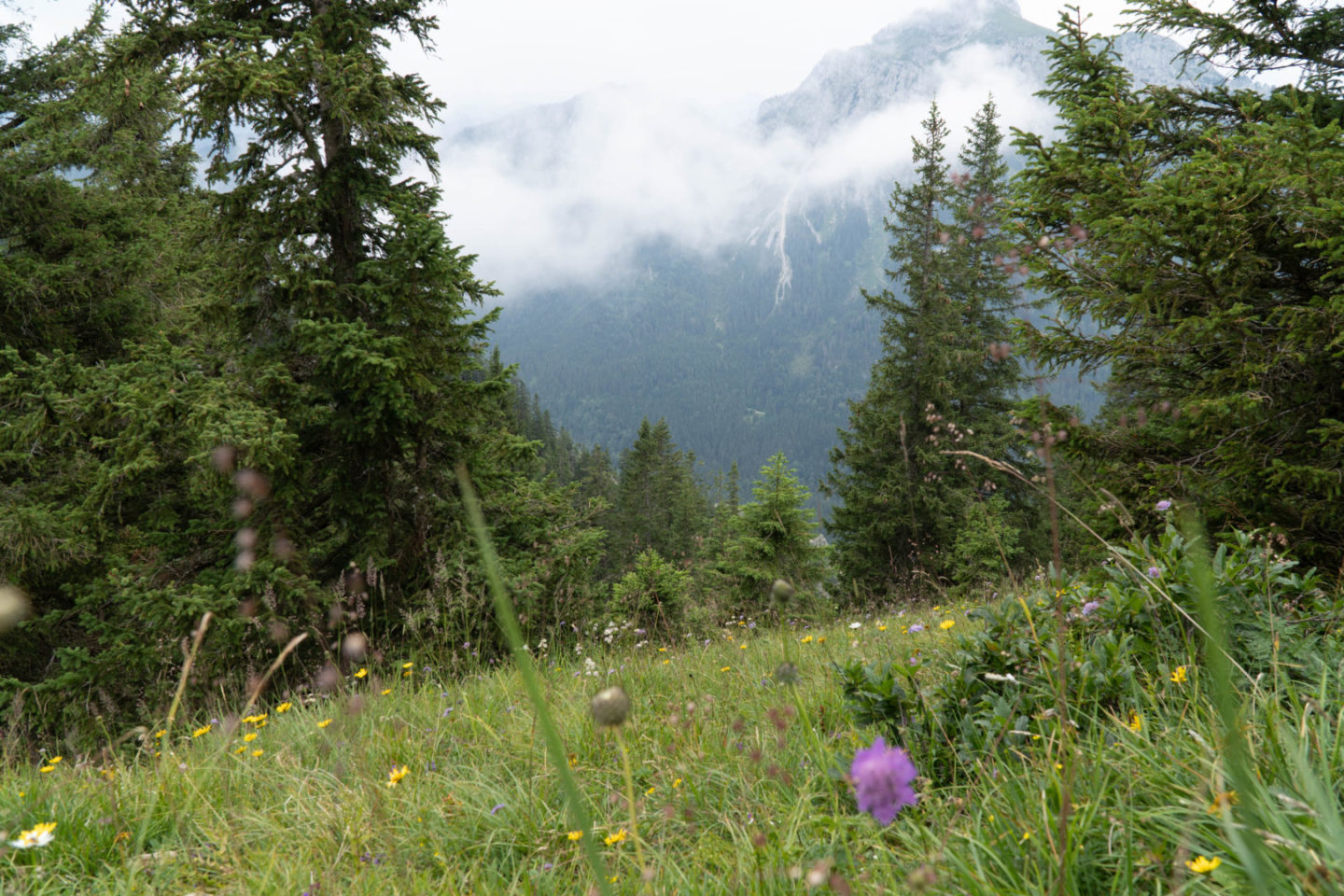 Das Allgäu bei Regen - Mystisch und Stimmungsvoll - Bergwiese im Nebel