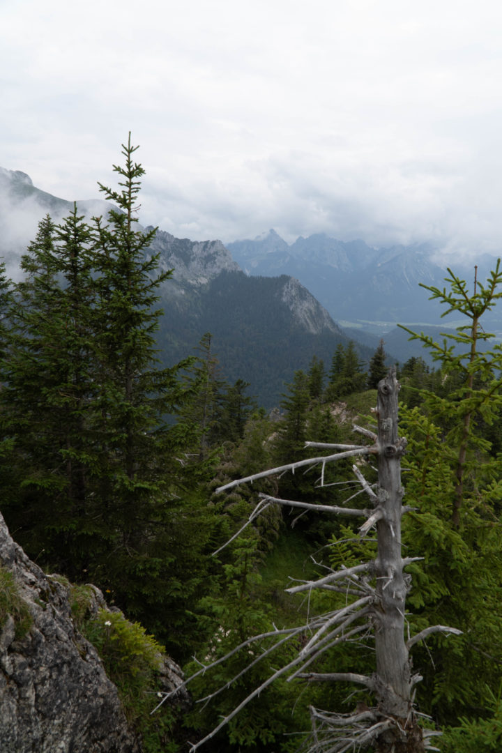 Allgäu bei Regen - Bäume im Nebel sind besonders mystisch.