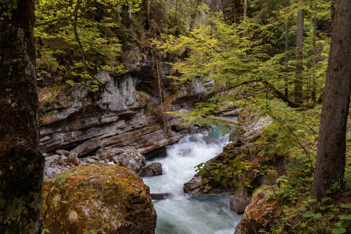 Die Breitach fliesst zwischen knorrigen Bäumen und Felsblöcken durch die Klamm..