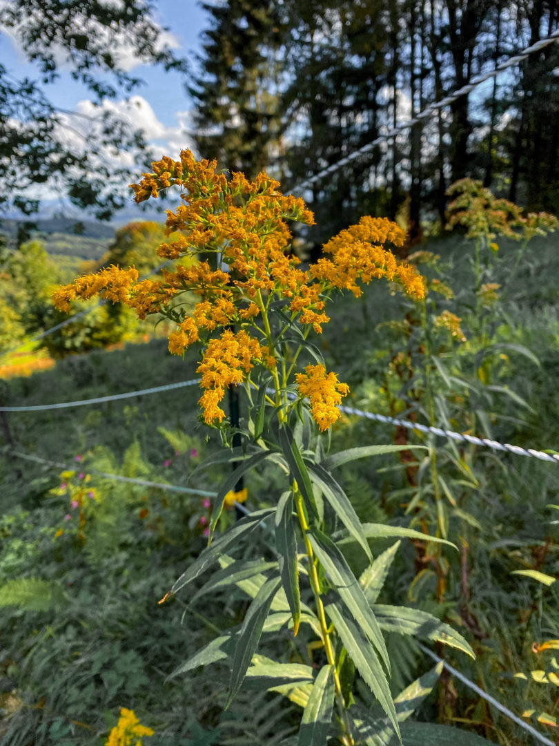 Die schönsten Herbstwanderungen im Bayerischen Wald: Gelb leuchtende Herbstblumen im Wald.
