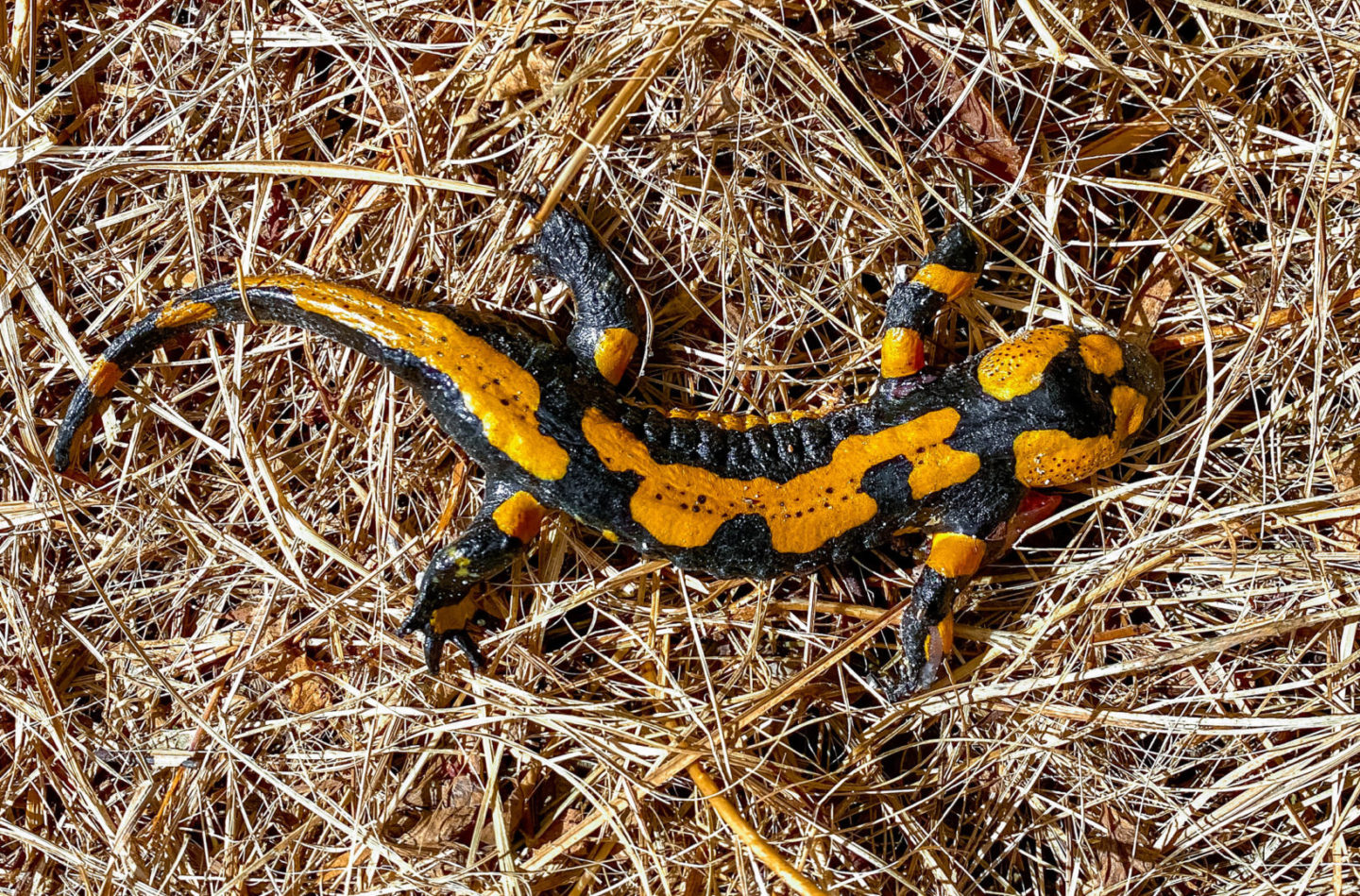 Feuersalamander auf Waldboden.