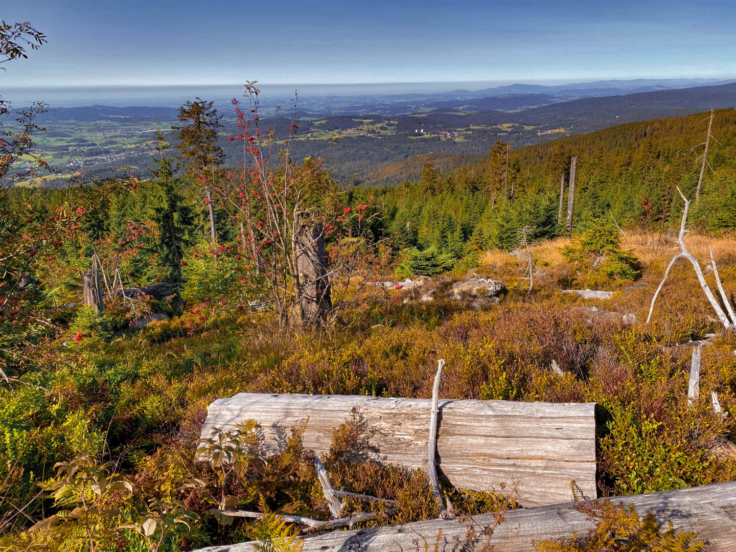 Dreisessel im bayerischen Wald im Herbst: Ausblick auf die Berchtesgadener Alpen mit totem Baum und Nadelbäumen.