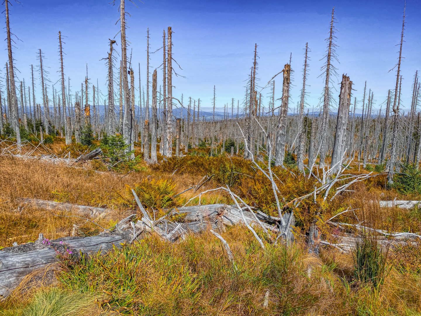 Dreisessel im bayerischen Wald im Herbst: Ausblick auf die Berchtesgadener Alpen mit totem Baum und Nadelbäumen.