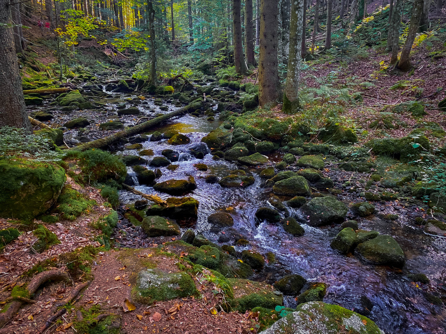 Wanderung im Herbst durch den Bayerischen Wald: Dichter Wald mit kleinem Bach und bemoosten Steinen.