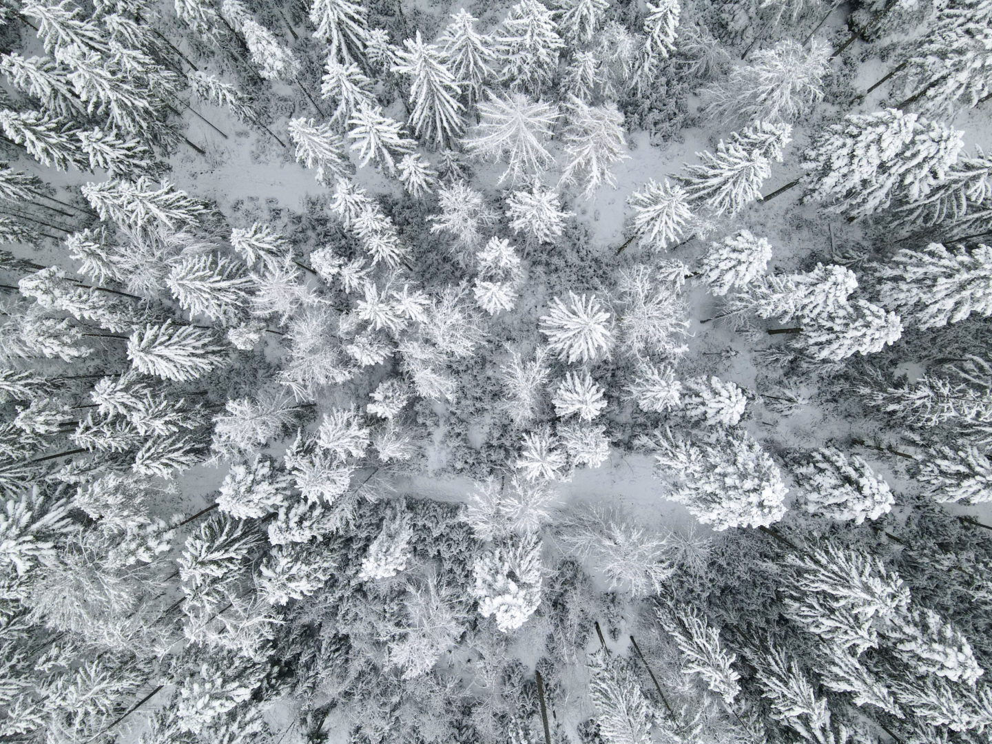 Winterwunderland Nordschwarzwald