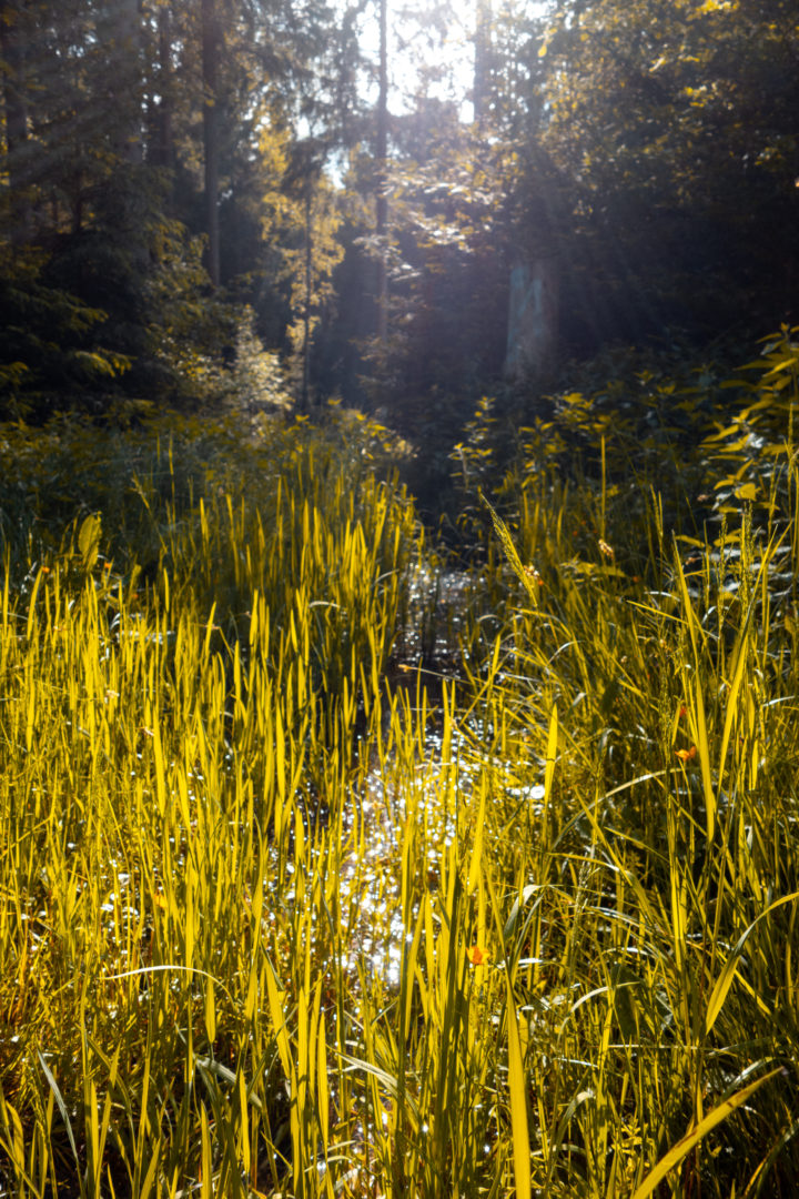 Moosbewachsener Wald in der Schwäbischen Alb im Wental beim Felsenmeer