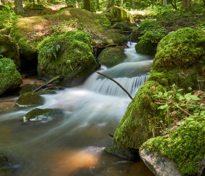 Otterbachtal Fluss Moos Waldlandschaft Zauberwald
